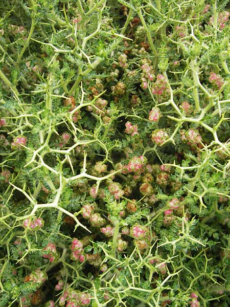 Sarcopoterium spinosum / Thorny Burnet, Majorca Soller Botan. Gar. 23.4.2011