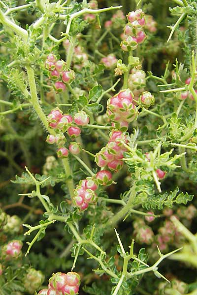 Sarcopoterium spinosum \ Dornige Bibernelle, Dornige Becherblume, Mallorca Soller Botan. Gar. 23.4.2011