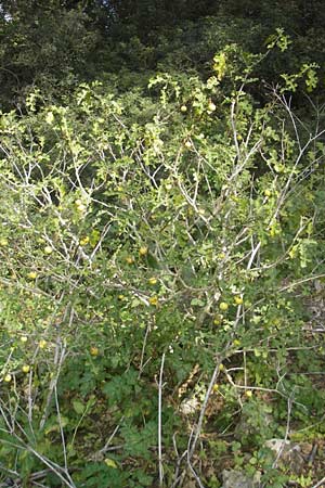 Solanum sodomaeum \ Sodomsapfel / Apple of Sodom, Mallorca/Majorca Cala Mondrago 5.4.2012