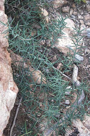 Asparagus horridus \ Stechender Spargel / Grey Asparagus, Mallorca/Majorca Cala Pi 8.4.2012