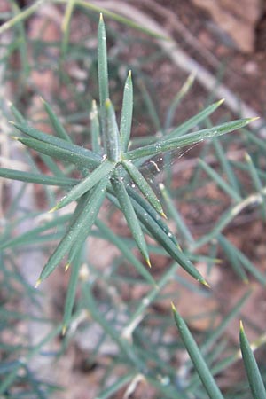 Asparagus horridus \ Stechender Spargel / Grey Asparagus, Mallorca/Majorca Cala Pi 8.4.2012