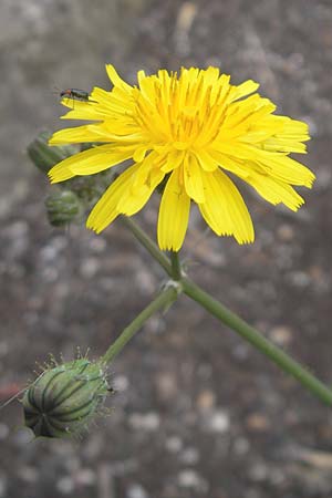 Sonchus tenerrimus \ Zarte Gnsedistel, Mallorca Soller 23.4.2011