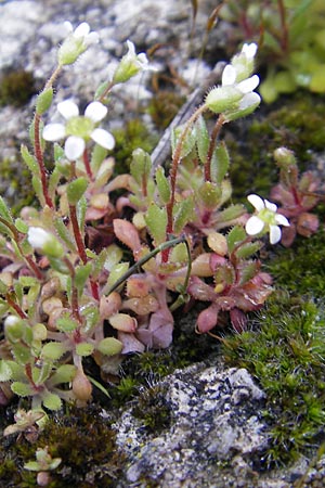 Saxifraga tridactylites \ Dreifinger-Steinbrech, Mallorca Col de Soller 4.4.2012