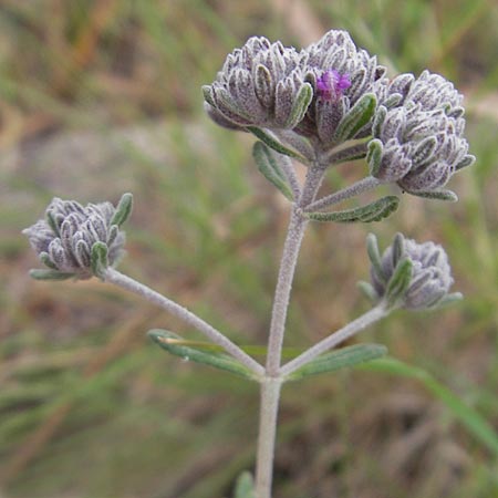 Teucrium capitatum \ Kopfiger Gamander / Cat-Thyme Germander, Mallorca/Majorca S'Arenal 25.4.2011