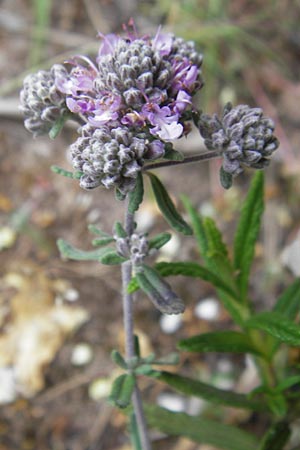 Teucrium capitatum \ Kopfiger Gamander / Cat-Thyme Germander, Mallorca/Majorca Ca'n Picafort 30.4.2011