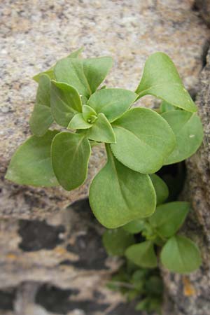 Theligonum cynocrambe \ Hundskohl / Dog's Cabbage, Mallorca/Majorca Ca'n Picafort 30.4.2011