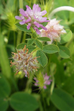 Trifolium tomentosum \ Filziger Klee / Wooly Clover, Mallorca/Majorca S'Albufera 30.4.2011