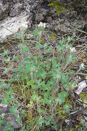 Trifolium stellatum \ Stern-Klee / Starry Clover, Mallorca/Majorca S'Arenal 5.4.2012