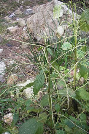 Urtica membranacea \ Geschwnzte Brenn-Nessel / Large-Leaved Nettle, Mallorca/Majorca Andratx 22.4.2011