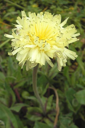 Urospermum dalechampii \ Weichhaariges Schwefelkpfchen, Mallorca Sa Raixa 6.4.2012