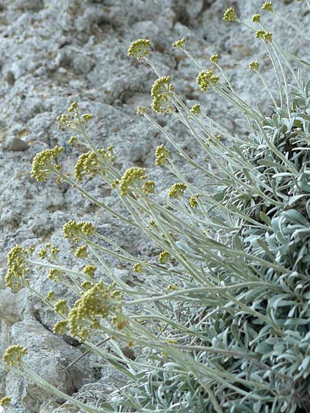 Helichrysum ambiguum \ Balearen-Strohblume / Balearic Everlasting Daisy, Mallorca/Majorca Betlem 28.4.2011