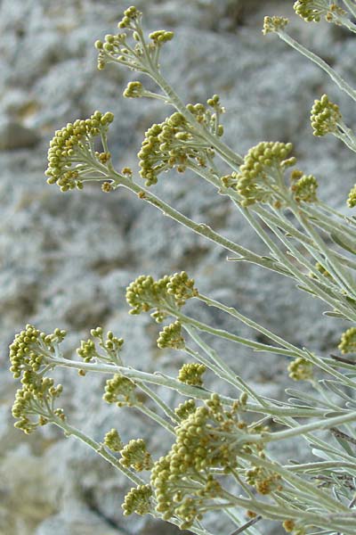 Helichrysum ambiguum \ Balearen-Strohblume, Mallorca Betlem 28.4.2011