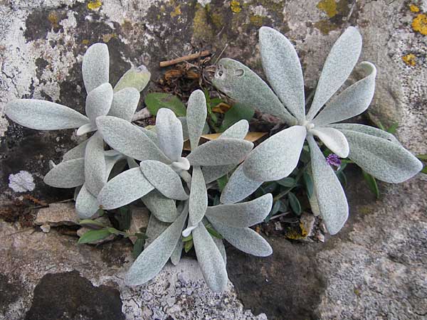 Helichrysum ambiguum \ Balearen-Strohblume / Balearic Everlasting Daisy, Mallorca/Majorca Betlem 28.4.2011