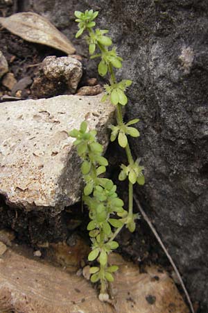 Valantia muralis \ Mauer-Schuttkraut / Wall Valantia, Mallorca/Majorca Andratx 22.4.2011