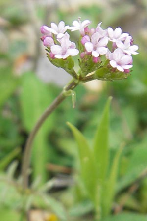 Centranthus calcitrapae \ Fuangel-Spornblume / Annual Valerian, Mallorca/Majorca Andratx 3.4.2012