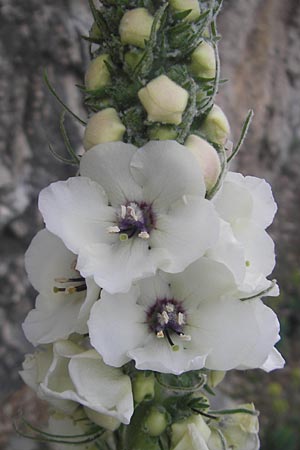 Verbascum boerhavii \ Boerhaaves Knigskerze / Boerhaave's Mullein, Mallorca/Majorca Sa Calobra 27.4.2011