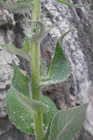 Verbascum boerhavii \ Boerhaaves Knigskerze, Mallorca Sa Calobra 27.4.2011