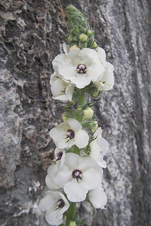 Verbascum boerhavii \ Boerhaaves Knigskerze / Boerhaave's Mullein, Mallorca/Majorca Sa Calobra 27.4.2011