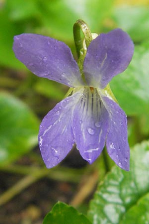 Viola jaubertiana \ Jauberts Veilchen / Jaubert's Violet, Mallorca/Majorca Soller Botan. Gar. 4.4.2012