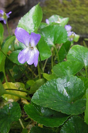 Viola jaubertiana \ Jauberts Veilchen / Jaubert's Violet, Mallorca/Majorca Soller Botan. Gar. 4.4.2012