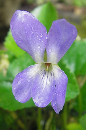 Viola jaubertiana \ Jauberts Veilchen, Mallorca Soller Botan. Gar. 4.4.2012