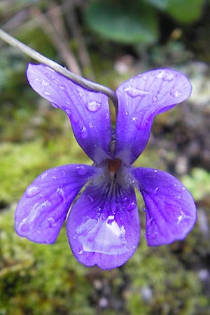 Viola odorata \ Wohlriechendes Veilchen, Mrz-Veilchen, Mallorca Col de Soller 4.4.2012