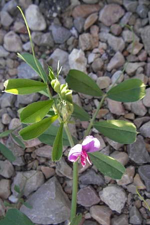 Vicia sativa var. sativa / Common Vetch, Majorca Pollensa 11.4.2012