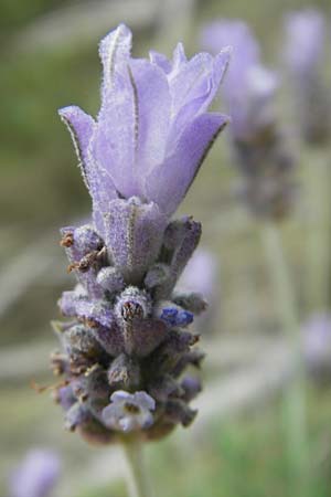 Lavandula dentata \ Gezhnter Lavendel / Spanish Lavender, Mallorca/Majorca Andratx 22.4.2011