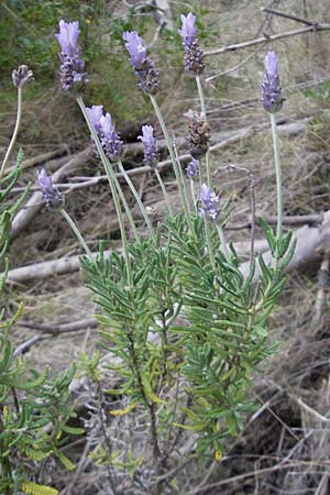 Lavandula dentata \ Gezhnter Lavendel / Spanish Lavender, Mallorca/Majorca Andratx 22.4.2011