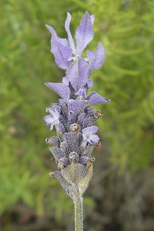 Lavandula dentata \ Gezhnter Lavendel / Spanish Lavender, Mallorca/Majorca Sa Raixa 6.4.2012