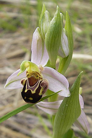 Ophrys apifera \ Bienen-Ragwurz / Bee Orchid, Mallorca/Majorca,  Andratx 26.4.2011 