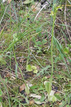 Ophrys arnoldii / Arnold's Orchid, Majorca,  Galilea 26.4.2011 