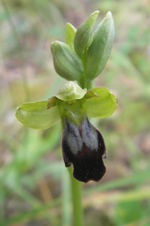 Ophrys arnoldii \ Arnolds Ragwurz / Arnold's Orchid, Mallorca/Majorca,  Galilea 26.4.2011 