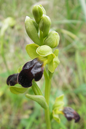 Ophrys arnoldii \ Arnolds Ragwurz / Arnold's Orchid, Mallorca/Majorca,  Galilea 26.4.2011 