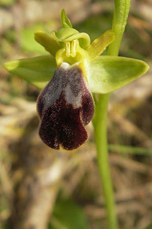 Ophrys arnoldii \ Arnolds Ragwurz / Arnold's Orchid, Mallorca/Majorca,  Galilea 26.4.2011 