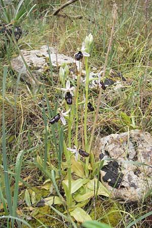 Ophrys balearica / Balearic Orchid, Majorca,  S'Arenal 5.4.2012 