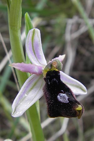 Ophrys balearica \ Balearen-Ragwurz / Balearic Orchid, Mallorca/Majorca,  Sa Raixa 6.4.2012 