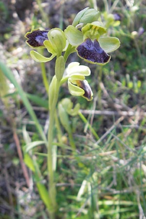 Ophrys subfusca \ Kleinerblütige Braune Ragwurz / Smaller-Flowered Dull Bee Orchid, Mallorca/Majorca,  Port de Andratx 9.4.2012 