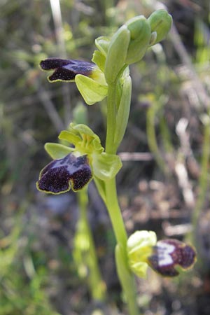 Ophrys subfusca \ Kleinerblütige Braune Ragwurz / Smaller-Flowered Dull Bee Orchid, Mallorca/Majorca,  Port de Andratx 9.4.2012 