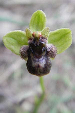 Ophrys bombyliflora \ Bremsen-Ragwurz, Drohnen-Ragwurz / Bumble Bee Orchid, Mallorca/Majorca,  Andratx 26.4.2011 