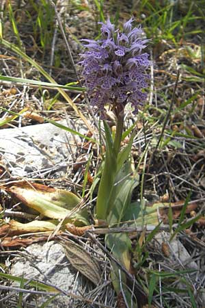 Neotinea conica \ Kegel-Knabenkraut / Conical Orchid, Mallorca/Majorca,  Llucmajor 8.4.2012 