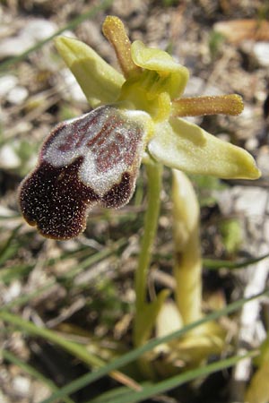 Ophrys dyris \ Marokkanische Ragwurz, Mallorca,  Port de Andratx 9.4.2012 