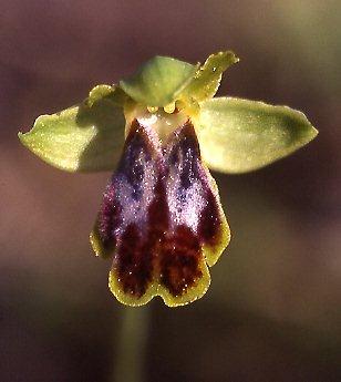 Ophrys fabrella \ Fabrella-Ragwurz, Mallorca,  Ca'n Picafort 1.4.2007 (Photo: Helmut Presser)