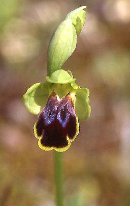 Ophrys fabrella \ Fabrella-Ragwurz, Mallorca,  Santanyi 7.4.2007 (Photo: Helmut Presser)