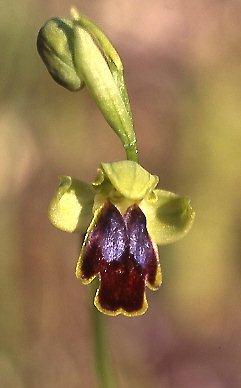 Ophrys fabrella \ Fabrella-Ragwurz, Mallorca,  Santanyi 7.4.2007 (Photo: Helmut Presser)