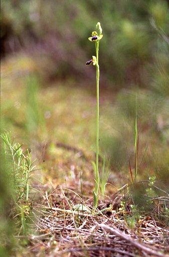 Ophrys fabrella \ Fabrella-Ragwurz, Mallorca,  Santanyi 7.4.2007 (Photo: Helmut Presser)