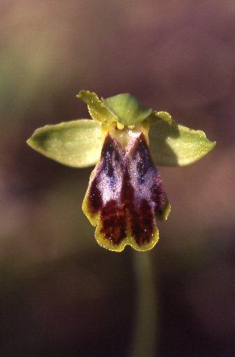 Ophrys fabrella \ Fabrella-Ragwurz / Fabrella Orchid, Mallorca/Majorca,  Ca'n Picafort 1.4.2007 (Photo: Helmut Presser)