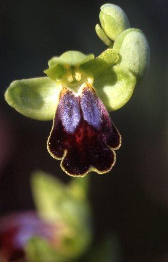 Ophrys fabrella \ Fabrella-Ragwurz / Fabrella Orchid, Mallorca/Majorca,  Ca'n Picafort 1.4.2007 (Photo: Helmut Presser)