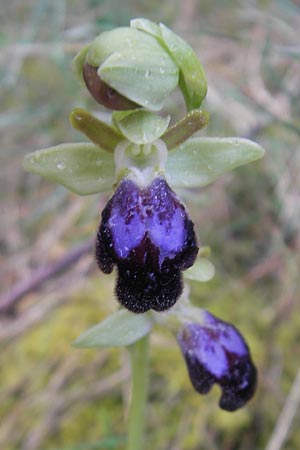 Ophrys fusca s.l. Mallorca \ Braune Ragwurz / Dull Ophrys, Mallorca/Majorca,  Port de Andratx 3.4.2012 