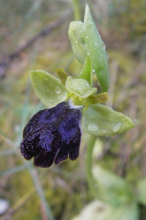 Ophrys fusca s.l. Mallorca \ Braune Ragwurz / Dull Ophrys, Mallorca/Majorca,  Port de Andratx 3.4.2012 